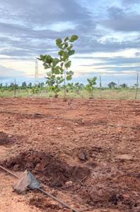Image of 9800 Sq.ft Residential Plot / Land for sale in Moolakaraipatti, Tirunelveli for Rs. 1900000
