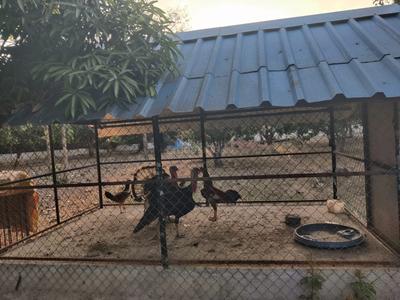 Balcony Image of 1500 Sq.ft 2 BHK Farm House for sale in Mahabalipuram Chennai for Rs. 25000000