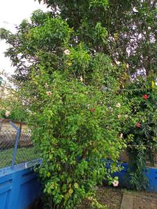 Image of 2160 Sq.ft 4 BHK Villa for sale in Prantik, Bolpur-Santiniketan for Rs. 12000000