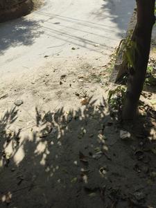 Image of 78 Sq.ft Residential Plot / Land for sale in Sector 52, Gurgaon for Rs. 28000000