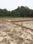 Amausi Main Image 1