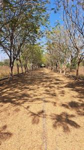 Image of 1250 Sq.ft Residential Plot / Land for sale in Old Dhamtari Road, Raipur for Rs. 1498000