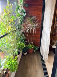 Balcony Image of 850 Sq.ft 2 BHK Apartment / Flat for rent in Aum Nav Kiran, Santacruz West Mumbai for Rs. 250000