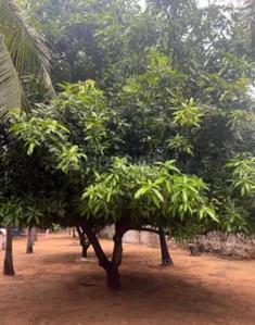 Image of 21000 Sq.ft Residential Plot / Land for sale in Injambakkam, Chennai for Rs. 360000000