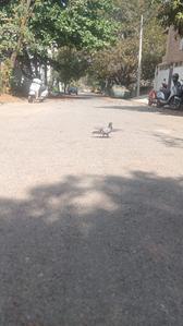 Image of 1200 Sq.ft Residential Plot / Land for sale in JP Nagar, Bengaluru for Rs. 22200000