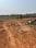 Patrapoda Plot View 2