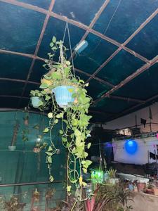 Image of 1200 Sq.ft 4.5 BHK Independent House for rent in Kampoo, Gwalior for Rs. 20000