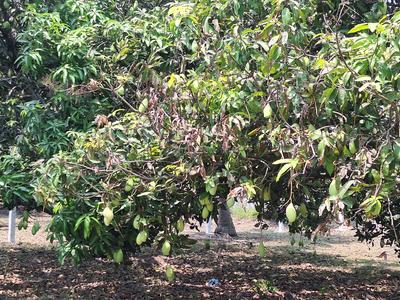 Image of 8505 Sq.ft Residential Plot / Land for sale in Melmaruvathur, Chennai for Rs. 2976750