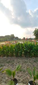 Image of 1000 Sq.ft Residential Plot / Land for sale in Kalli Poorab, Lucknow for Rs. 2000000