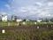 Wagholi Plot View 2