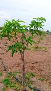 Image of 10000 Sq.ft Residential Plot / Land for sale in Ongur, Viluppuram for Rs. 2000000