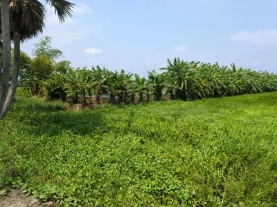 Residential Plot