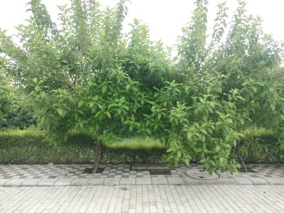 Sector 98 Plot View 1