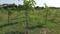 Sandal garden Main Image 1
