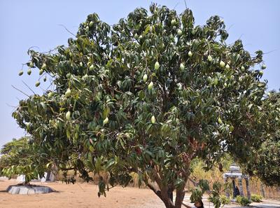 Image of 151 Sq.ft Residential Plot / Land for sale in Arutla, Sangareddy for Rs. 1400000