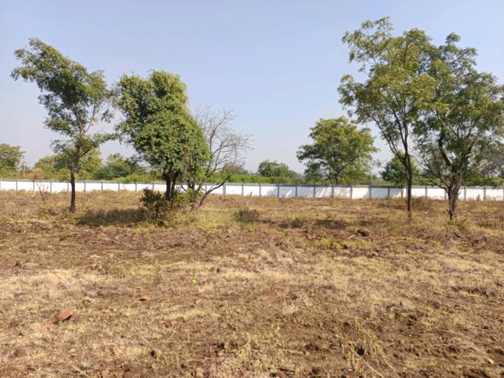 Mango FarmS Main Image 1