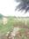 Ridyanshi Inara City Internal Roads 1