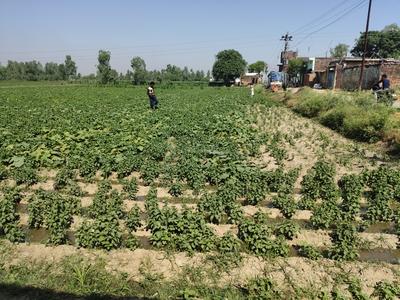Image of 3500 Sq.ft Residential Plot / Land for sale in Mugalpur Urf Aghwanpur Mustahk, Moradabad for Rs. 100000000