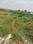 Botanda Plot View 2