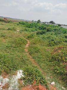 Botanda Plot View 2