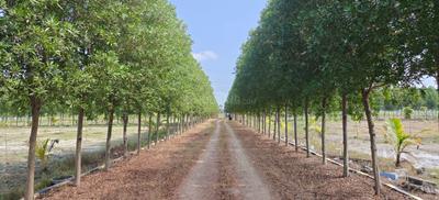 Image of 10000 Sq.ft 12 BHK Farm House for sale in Kachipuram Town, Kanchipuram for Rs. 3000000