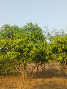 Farmlands available Plot View 3