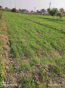 Image of 15525 Sq.ft Residential Plot / Land for sale in Kursauli, Kanpur for Rs. 3800000
