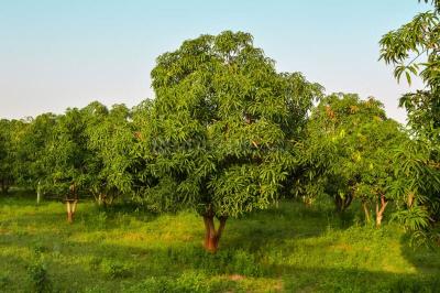 Image of 32670 Sq.ft Residential Plot / Land for sale in Karjat, Thane for Rs. 7500000