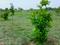 Nenmeli, Chengalpattu Plot View 2