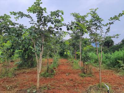 Image of 900 Sq.ft Residential Plot / Land for sale in Kothavalasa, Visakhapatnam for Rs. 650000