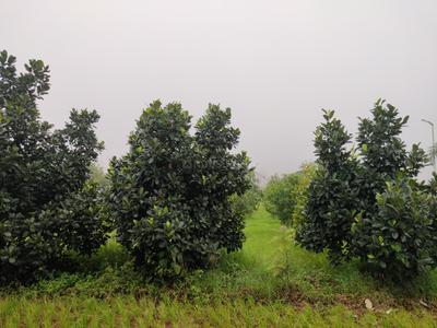Asha Bramha Greens Plot View 2