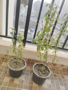 Balcony Image of 1844 Sq.ft 3.5 BHK Apartment / Flat for sale in Omaxe Waterscapes, Arjunganj Lucknow for Rs. 13200000
