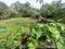 Kummanam Main Image 1
