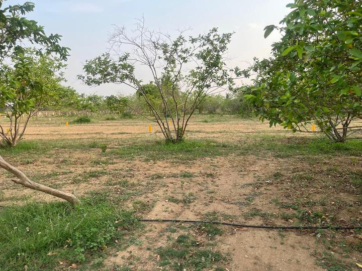 S.Kannanur Plot View 1