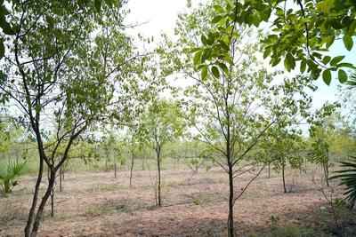 Residential Plot