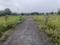 Oshian Oyster Plot View 2