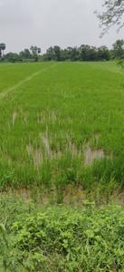 Image of 23000 Sq.ft Residential Plot / Land for sale in Naubatpur, Patna for Rs. 25500000