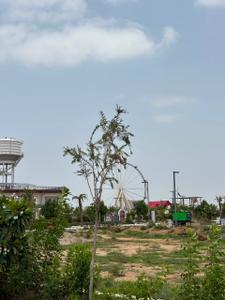 Bagru home Plot View 3