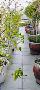Balcony Image of 1350 Sq.ft 1 BHK Apartment / Flat for rent in Sector 24 Gurgaon for Rs. 36500