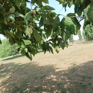 Image of 540 Sq.ft Residential Plot / Land for sale in Maruti Kunj, Gurgaon for Rs. 2520000