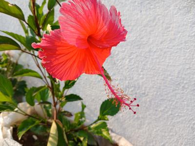 Image of Nope in Guduvancheri, Chennai
