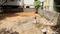 Bharat Nagar, Dr A S Rao Nagar Colony Plot View 2