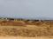 Sarde Plot View 2