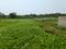 Sonargaon 2 Plot View 2
