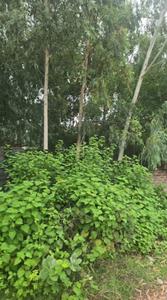 Image of 2500 Sq.ft Residential Plot / Land for sale in Mohmmadpur Majara, Lucknow for Rs. 5000000