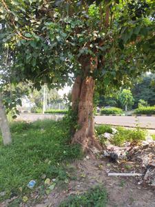 1 KANAL MAIN ROAD FACING MUD HOUSE PLOT Plot View 3