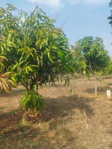 Image of 212 Sq.ft Residential Plot / Land for sale in Jinnaram, Sangareddy for Rs. 2300000