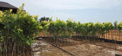 Image of 100 Sq.ft Residential Plot / Land for sale in Bhogapuram, Visakhapatnam for Rs. 650000