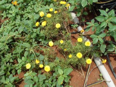 Image of 19800 Sq.ft Residential Plot / Land for sale in Chinna Thimmapur, Hyderabad for Rs. 20000000