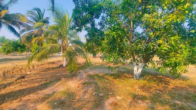 Image of 600 Sq.ft Residential Plot / Land for sale in Sameera Universe, Mamandur, Chengalpattu, Chennai for Rs. 960000